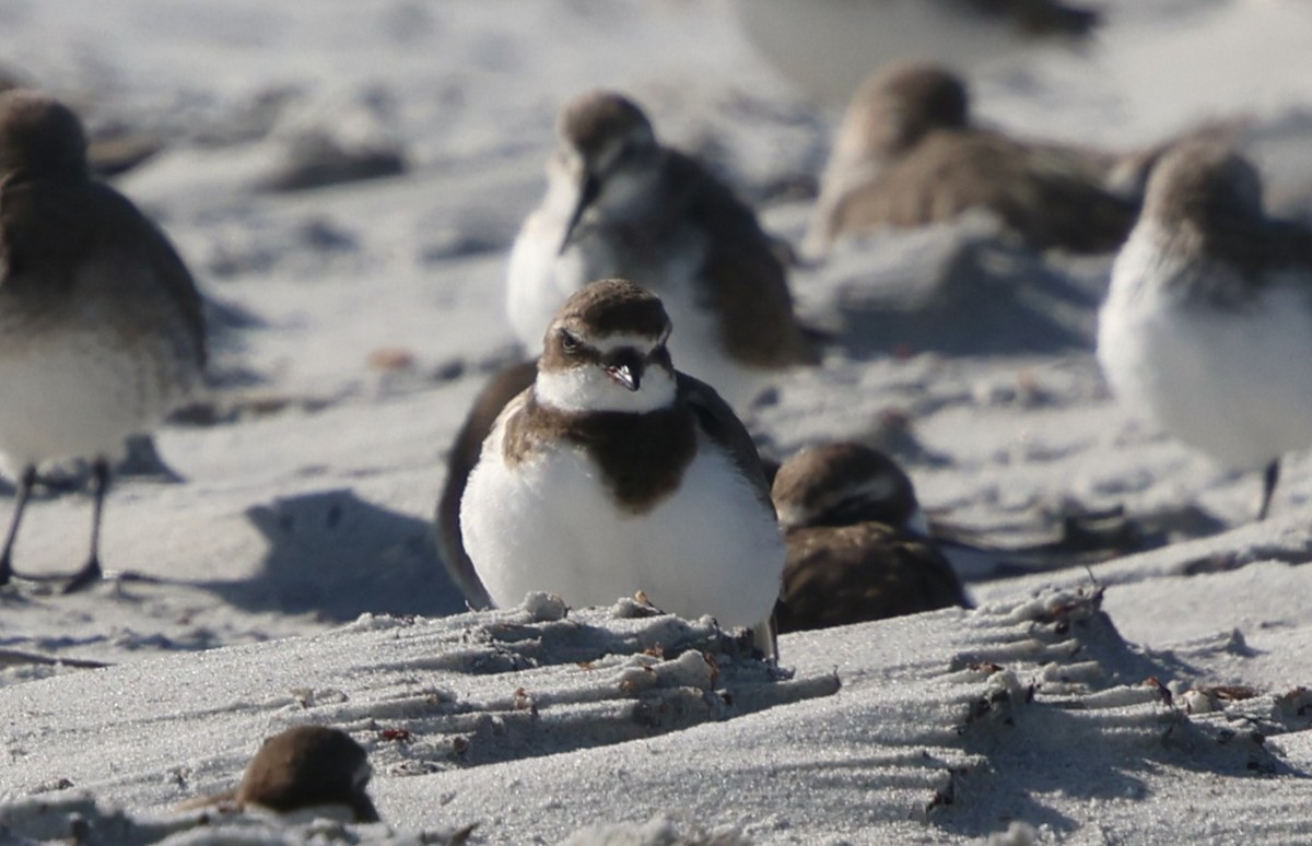 Chorlitejo Semipalmeado - ML646945657