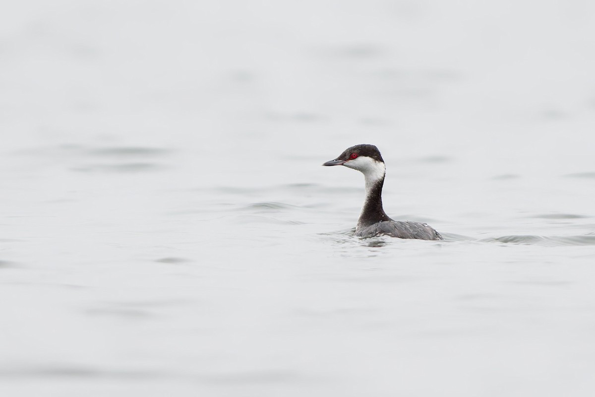 Horned Grebe - ML646945658