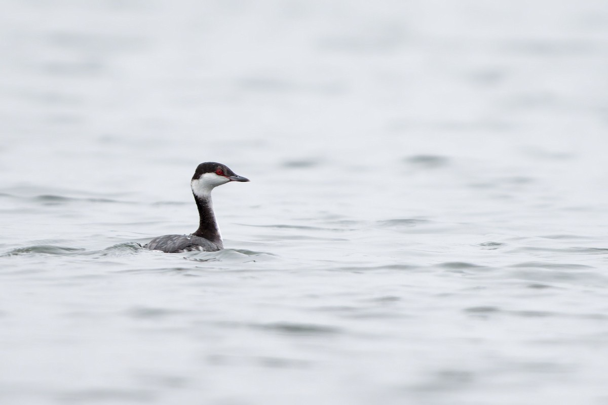 Horned Grebe - ML646945659