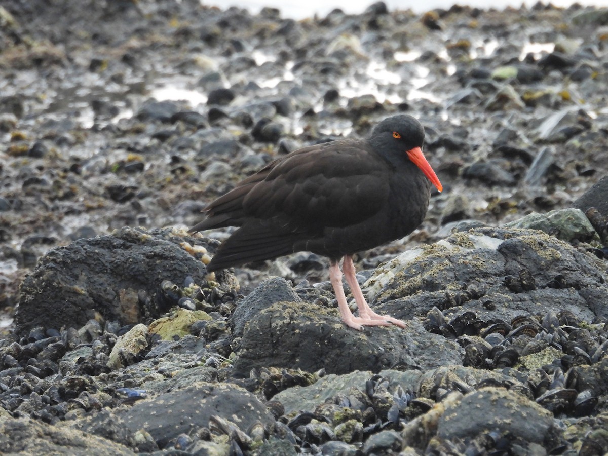 Black Oystercatcher - ML646945662