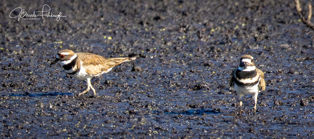 Крикливый зуёк - ML646945665