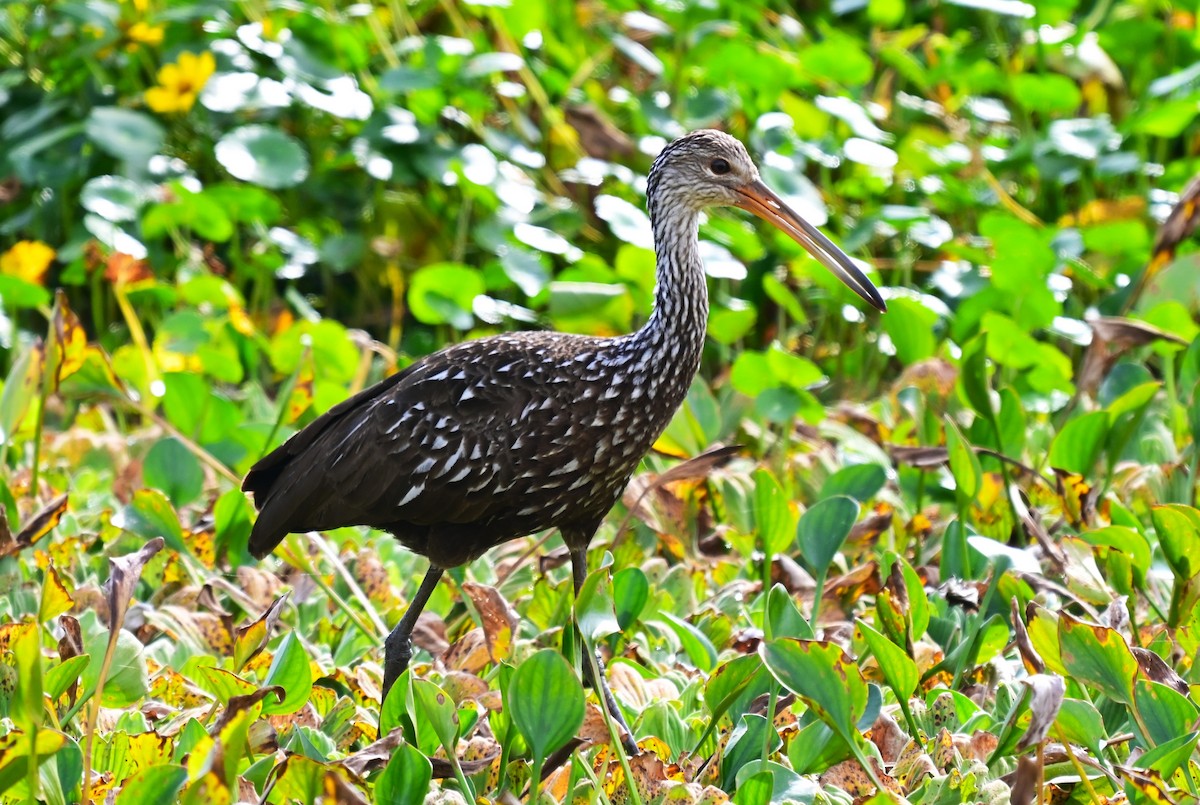 Limpkin - ML646945669