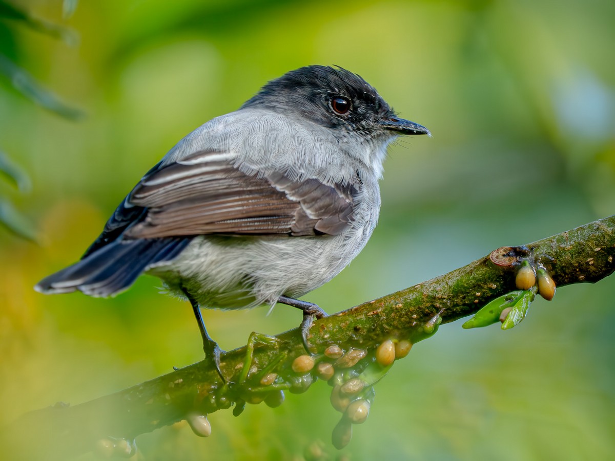 Torrent Tyrannulet - ML646945670