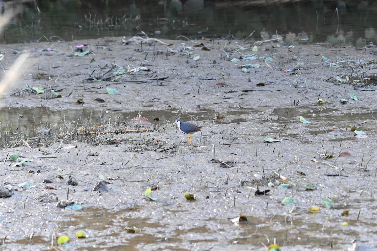 白腹秧雞 - ML646945672