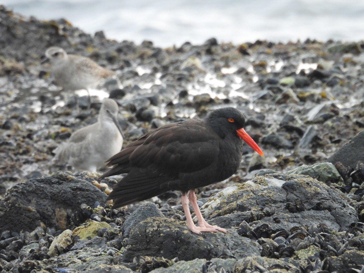 Black Oystercatcher - ML646945673