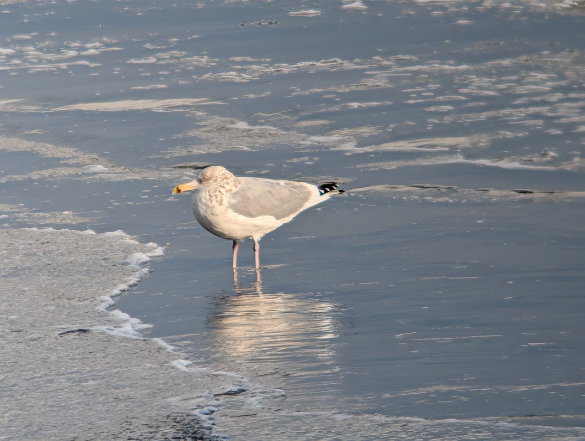 American Herring Gull - ML646945677