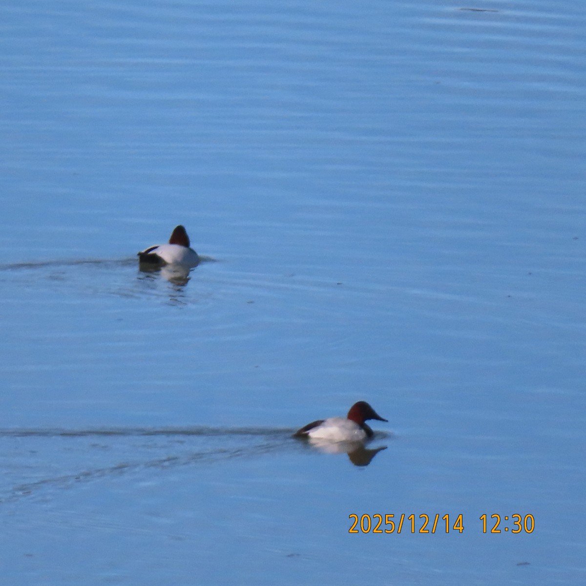 Fuligule à dos blanc - ML646945681