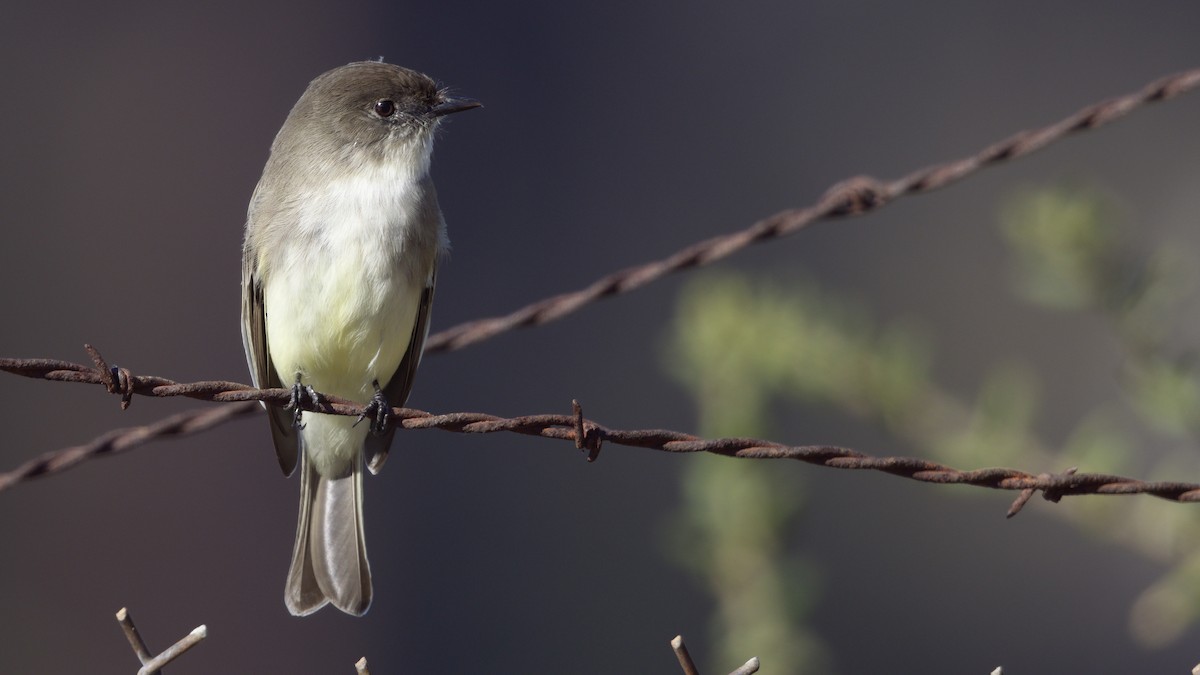 Eastern Phoebe - ML646945683
