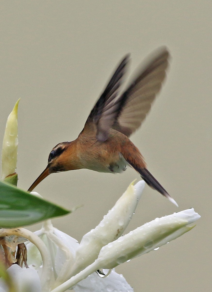 Braunkehl-Schattenkolibri - ML646945684