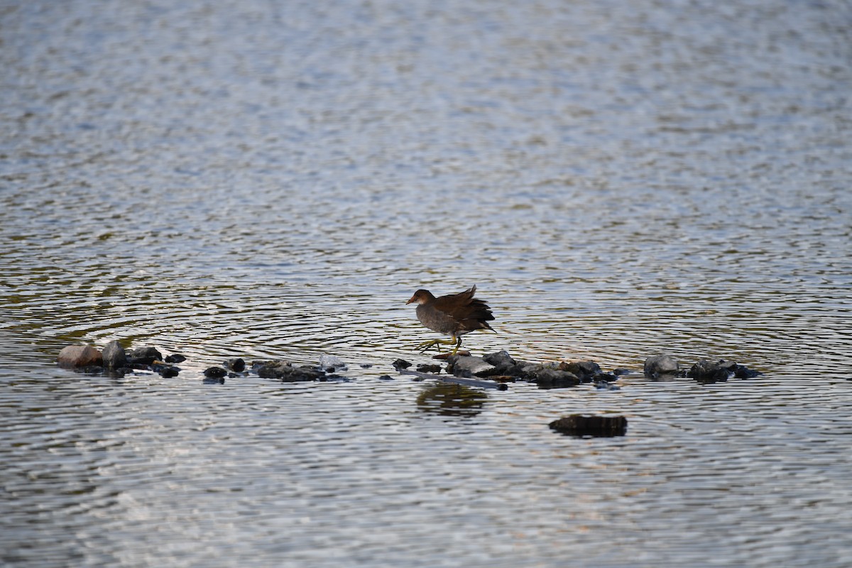 紅冠水雞 - ML646945685