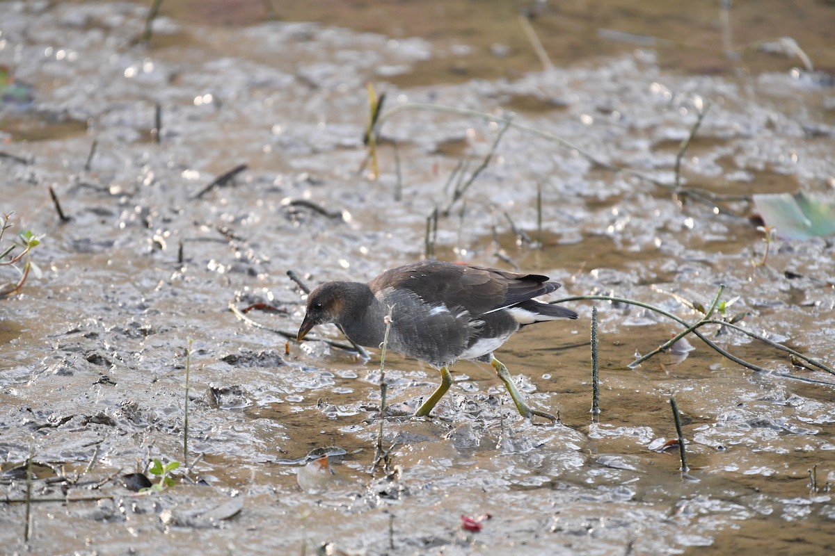 紅冠水雞 - ML646945686