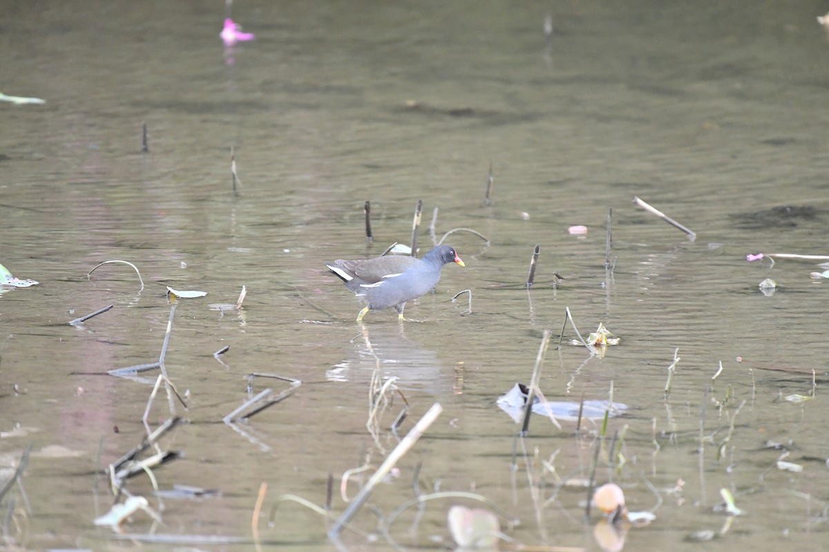 紅冠水雞 - ML646945687