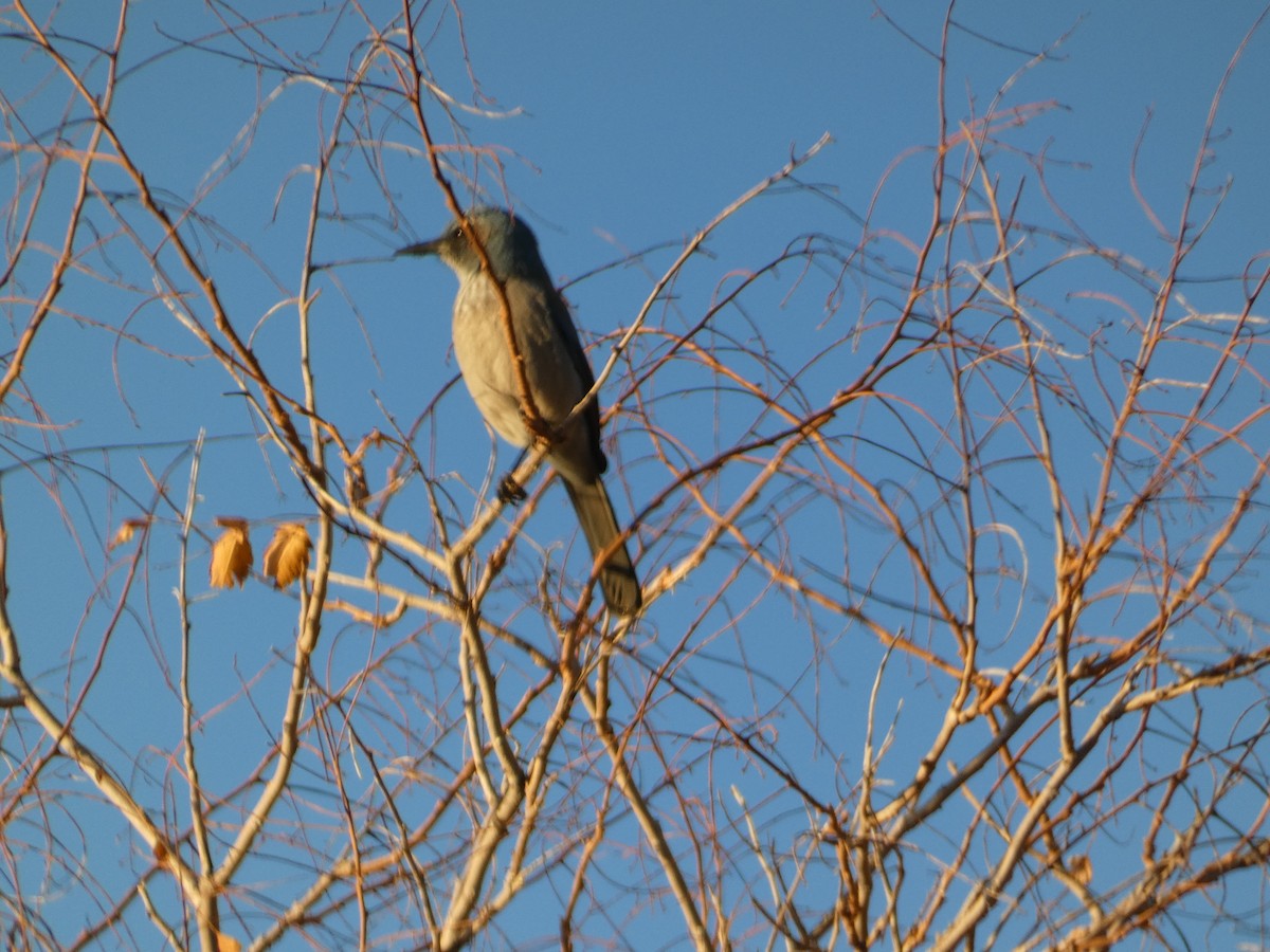 Woodhouse's Scrub-Jay - ML646945688