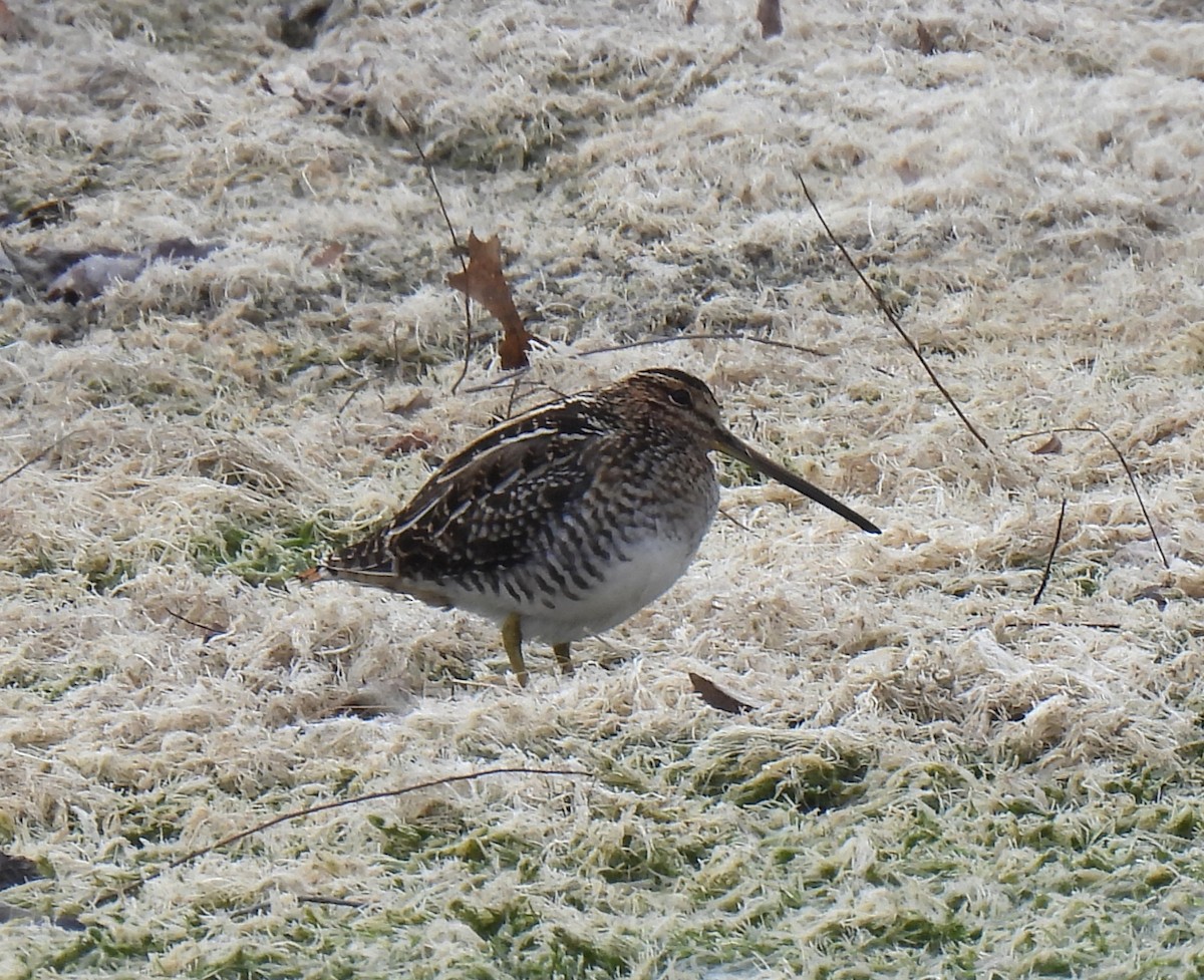 Wilson's Snipe - ML646945689
