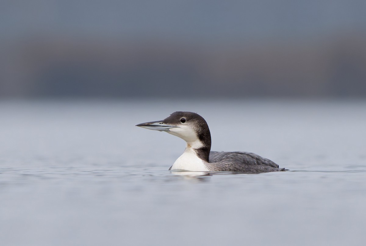 Common Loon - ML646945696
