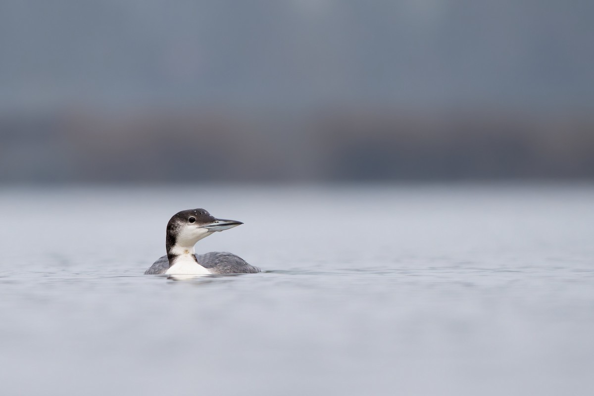 Common Loon - ML646945697