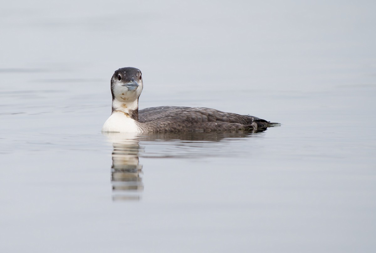 Common Loon - ML646945698
