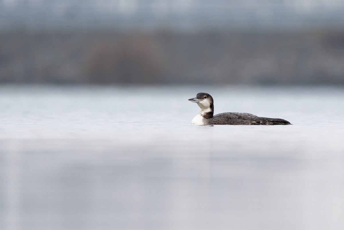 Common Loon - ML646945699