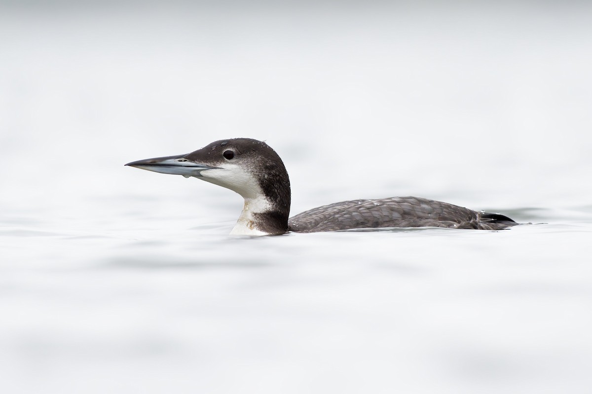 Common Loon - ML646945700
