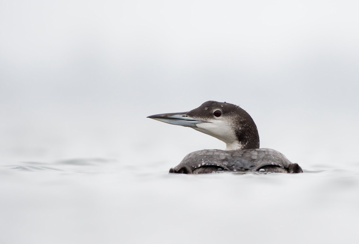 Common Loon - ML646945701