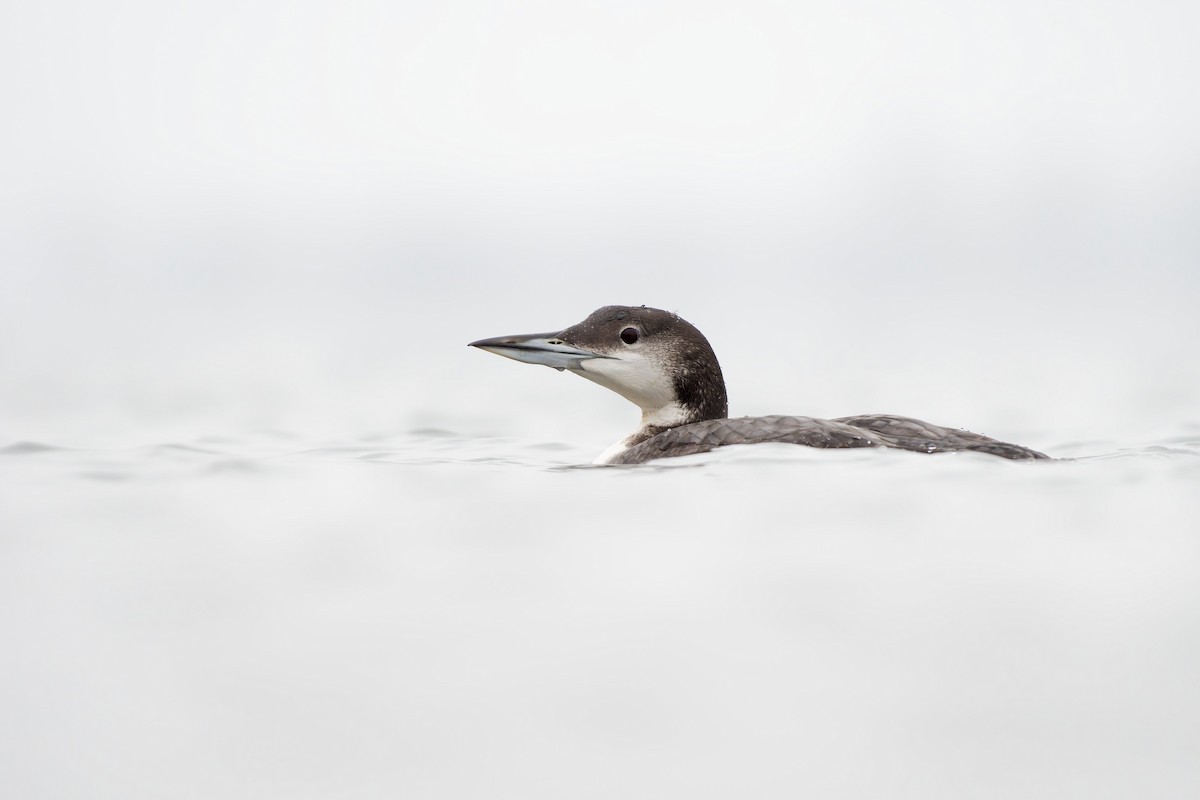 Common Loon - ML646945702