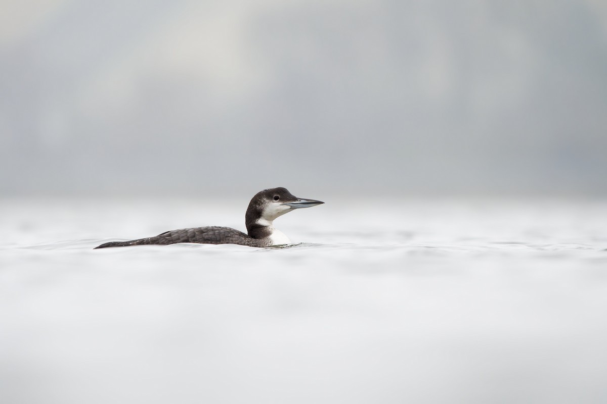 Common Loon - ML646945703