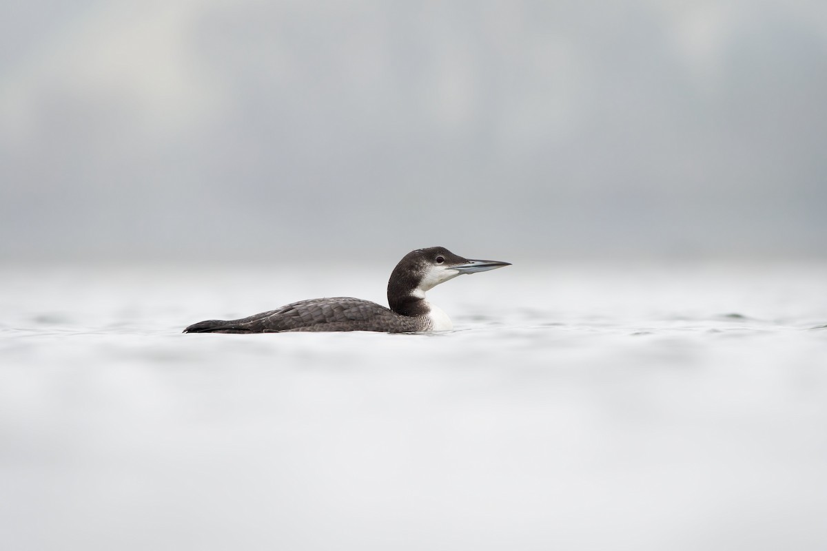 Common Loon - ML646945704