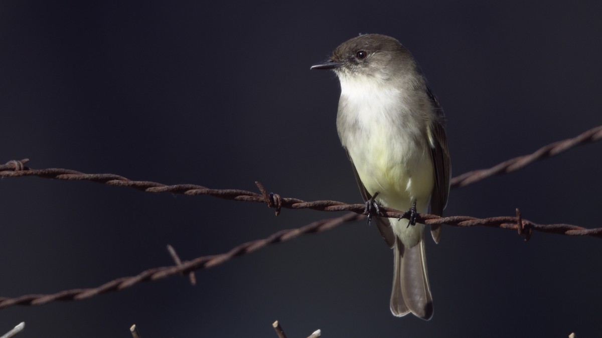 Eastern Phoebe - ML646945707
