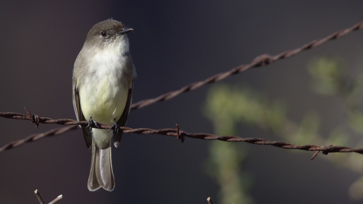 Eastern Phoebe - ML646945708