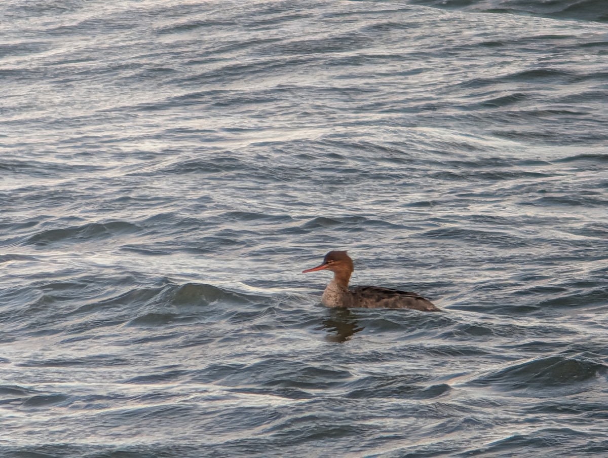 Serreta Mediana - ML646945710