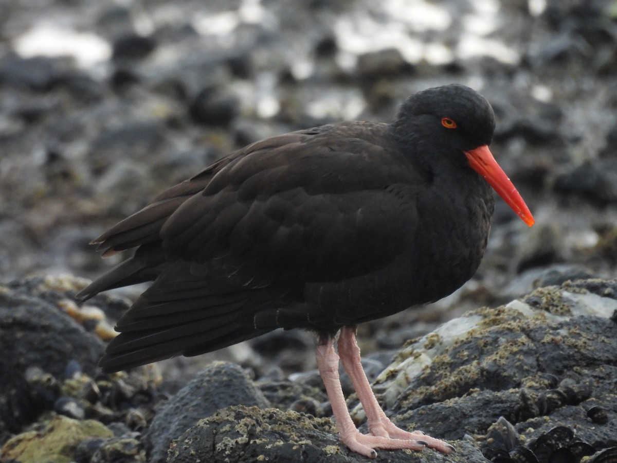 Black Oystercatcher - ML646945712