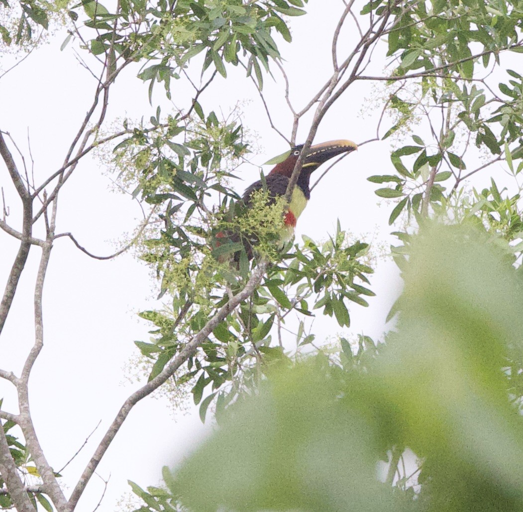 arassari hnědouchý - ML646945715