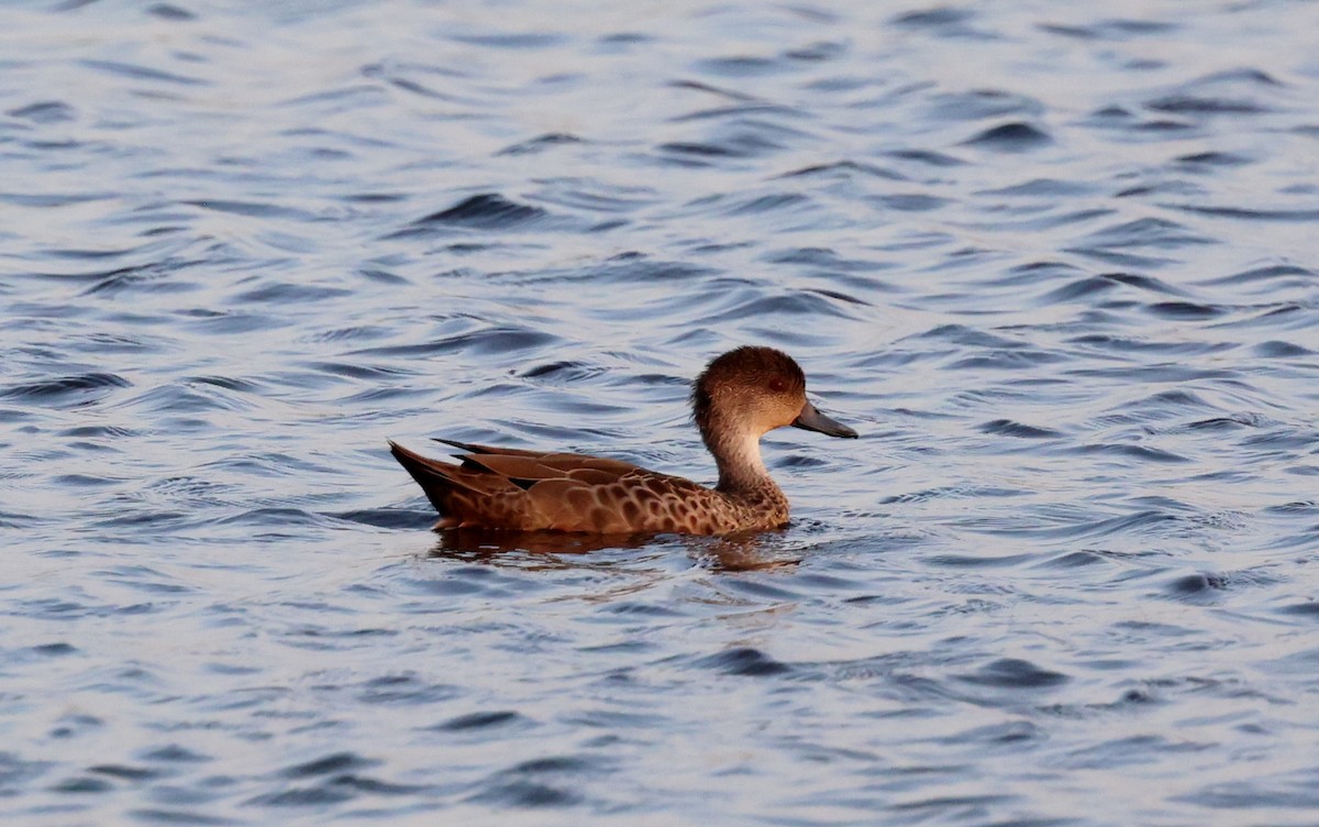 Gray Teal - ML646945716