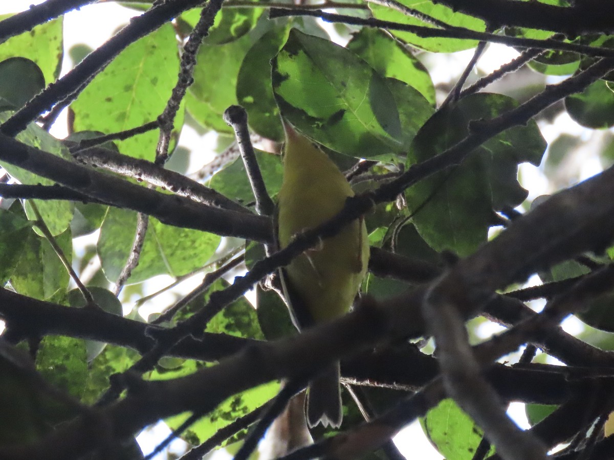 Wilson's Warbler - ML646945718