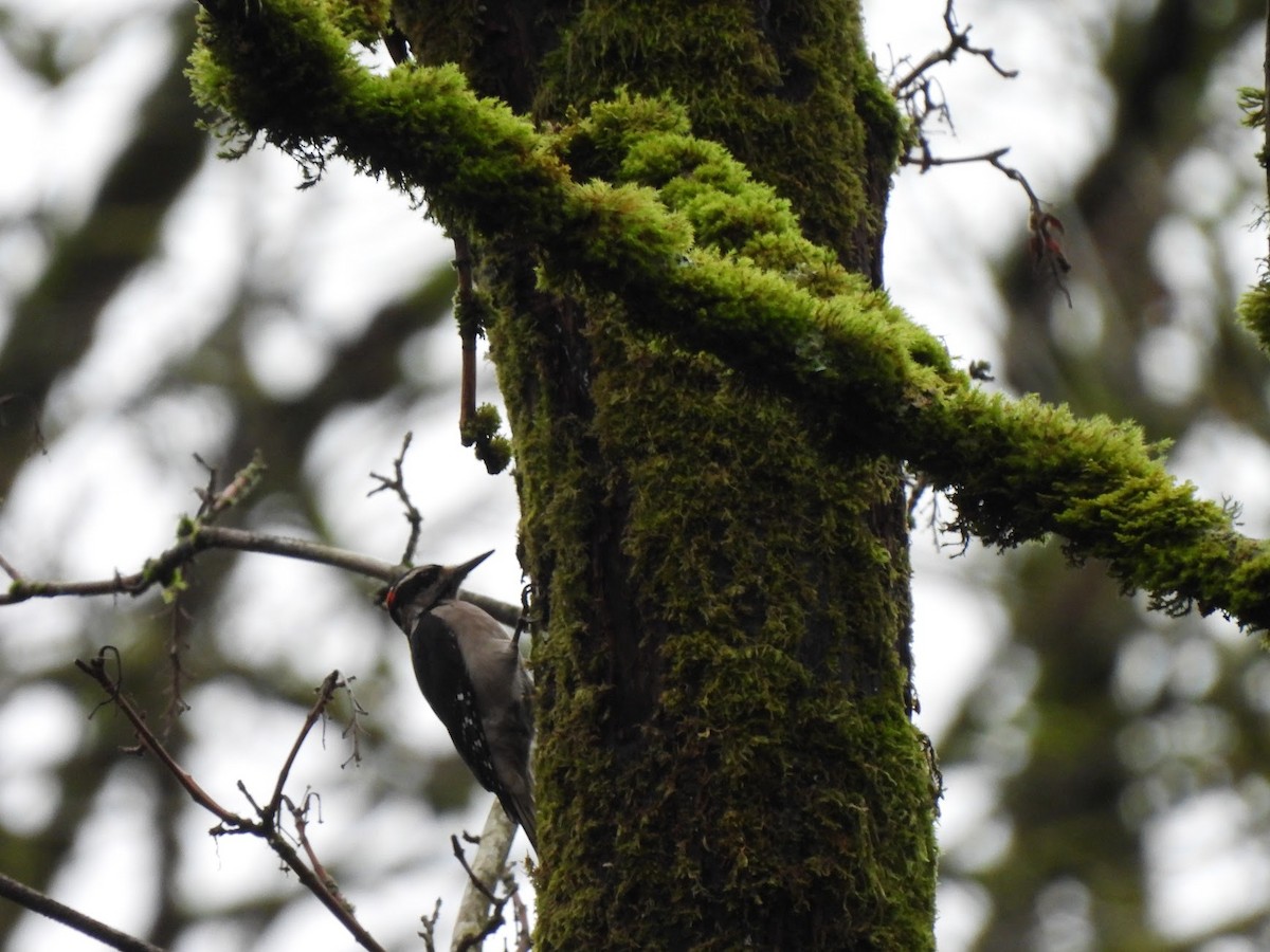 Hairy Woodpecker - ML646945719