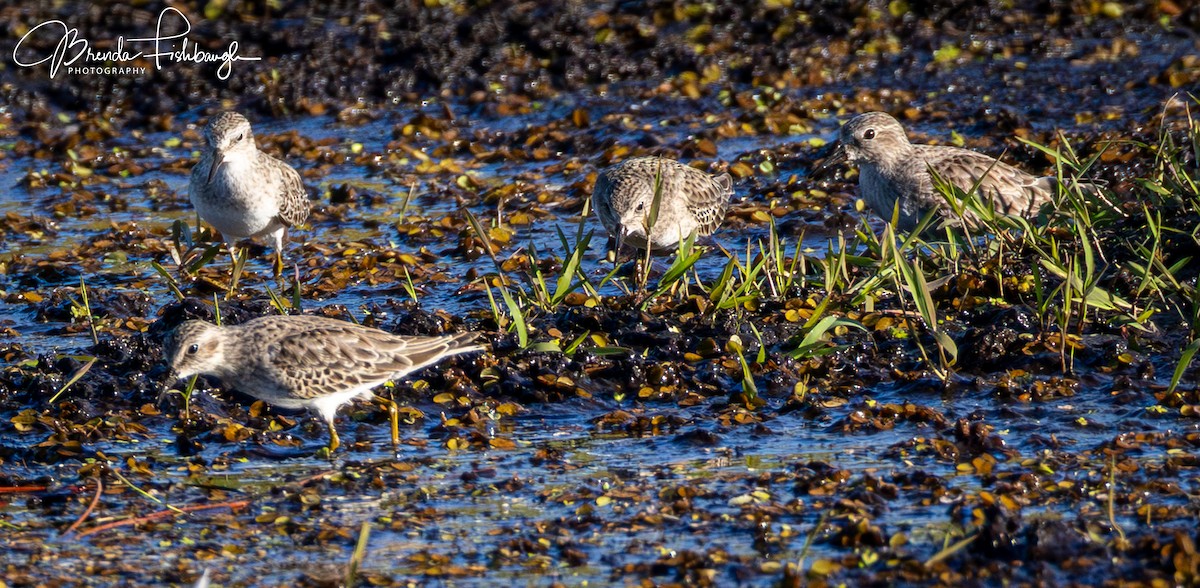 Песочник-крошка - ML646945720