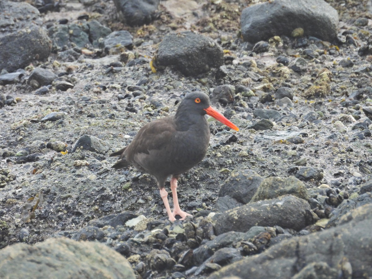 Black Oystercatcher - ML646945721