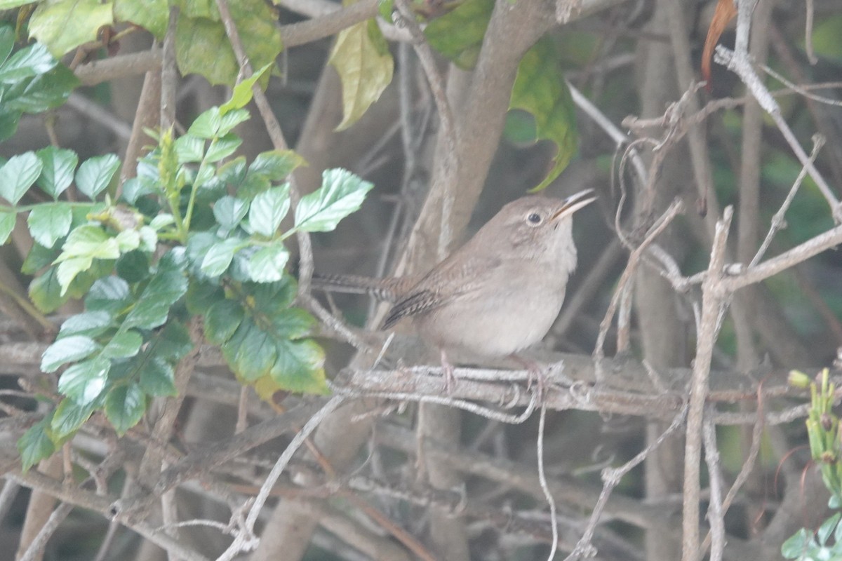 Northern House Wren - ML646945722