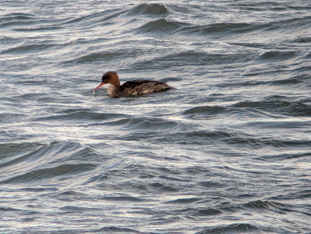 Serreta Mediana - ML646945727