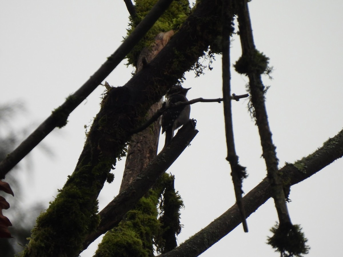 Downy Woodpecker - ML646945731