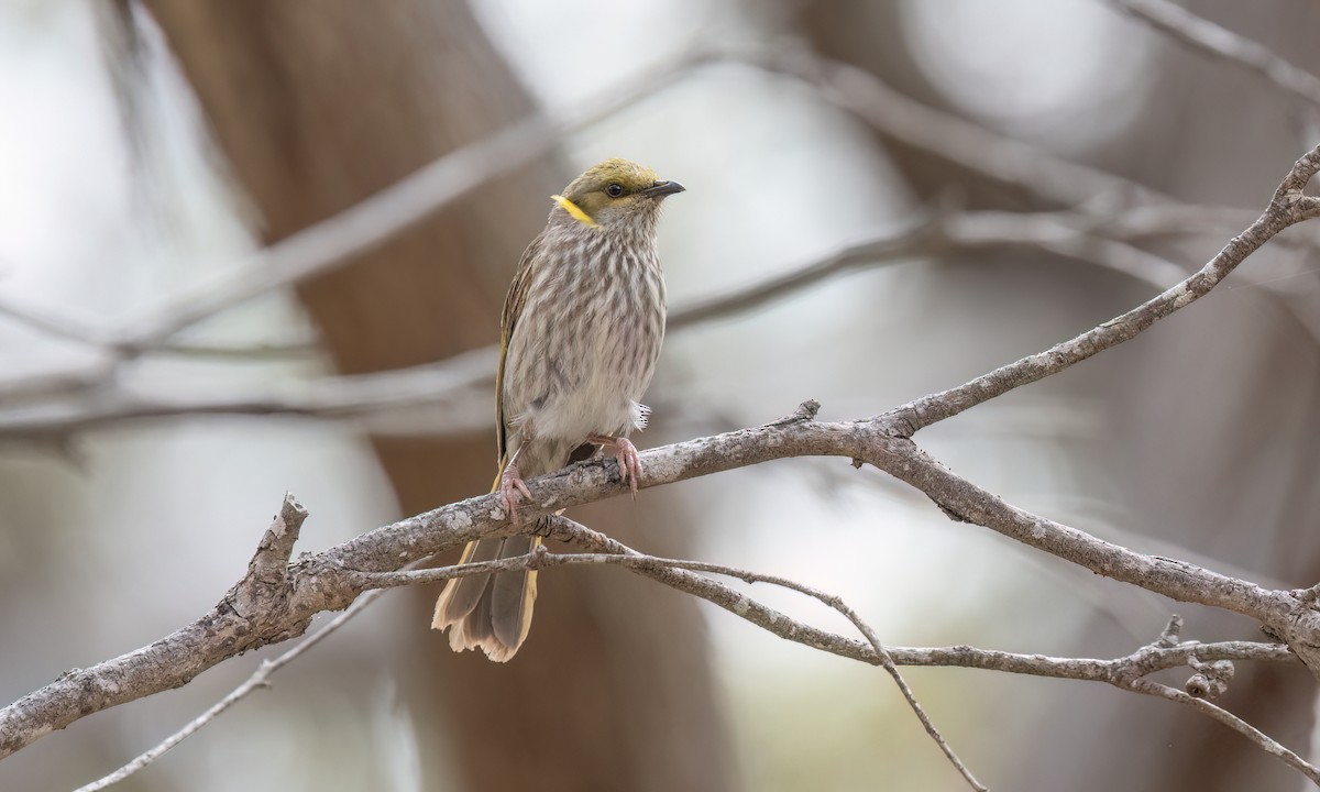 Кольчатый медосос - ML646945736