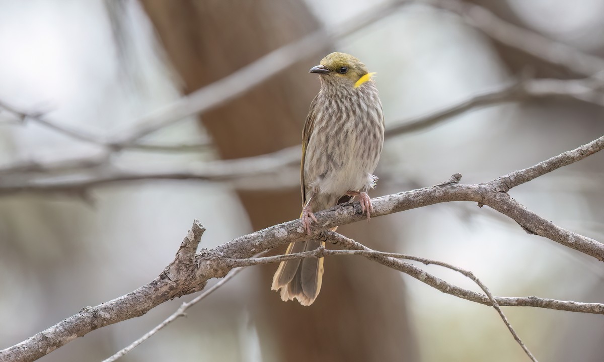 Кольчатый медосос - ML646945737