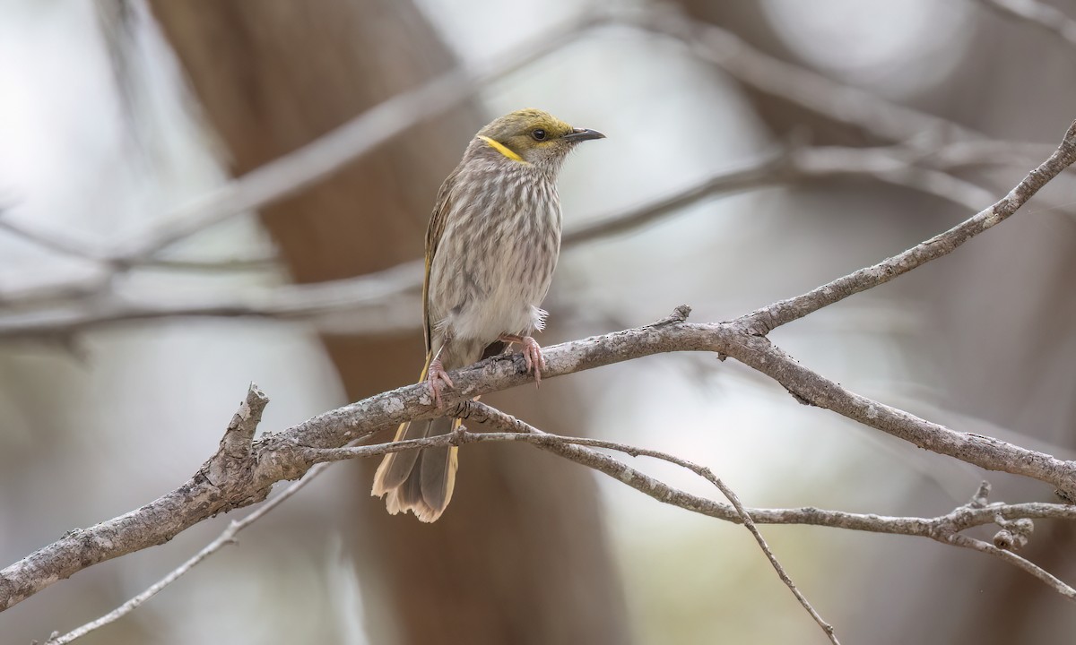 Кольчатый медосос - ML646945738