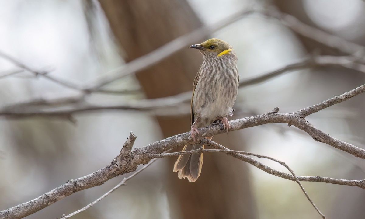 Кольчатый медосос - ML646945739