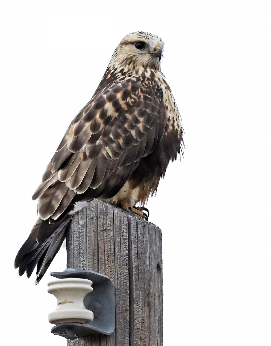 Rough-legged Hawk - ML646945741