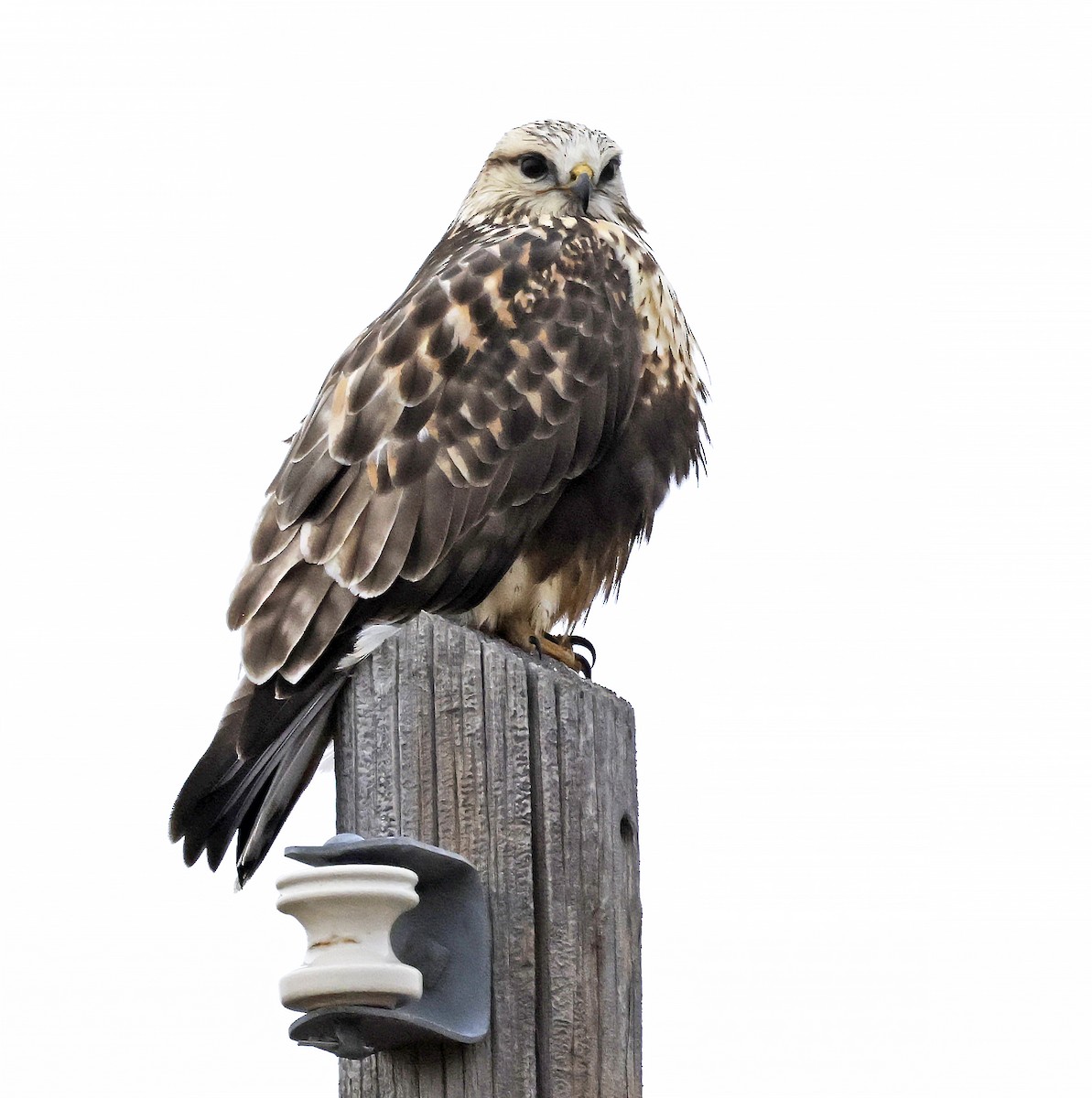 Rough-legged Hawk - ML646945742