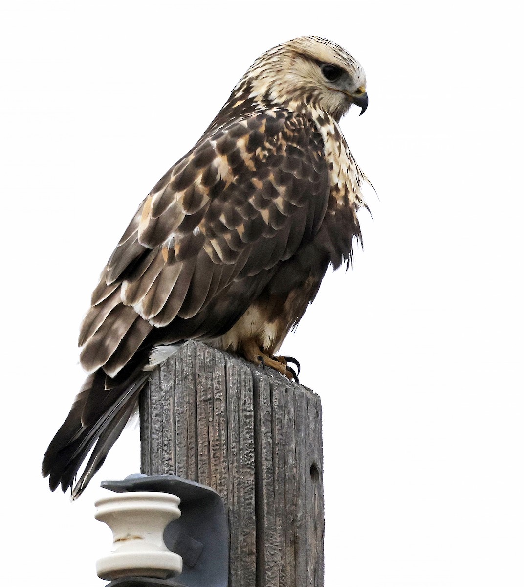 Rough-legged Hawk - ML646945743