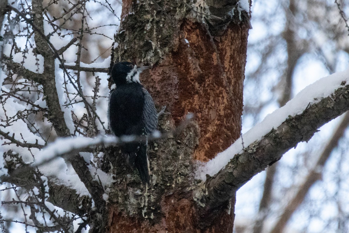 datlík černohřbetý - ML646945744