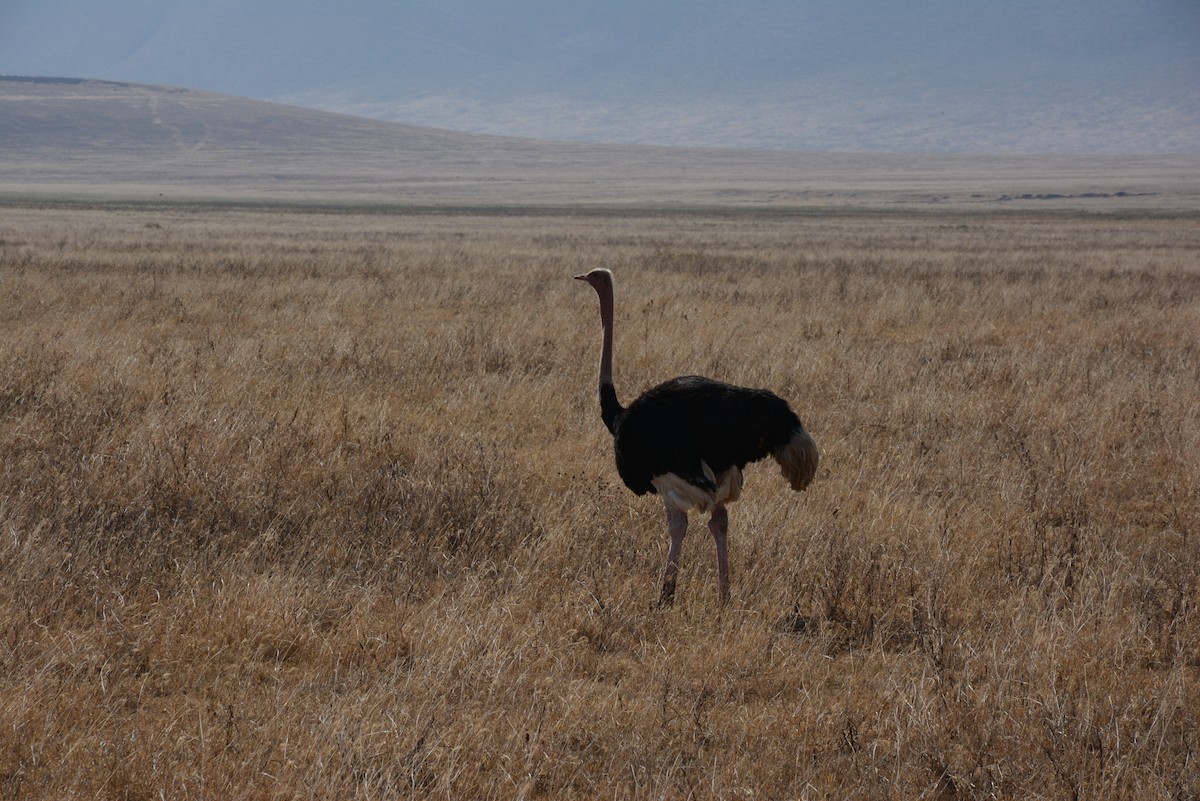 יען אפריקני - ML646945745