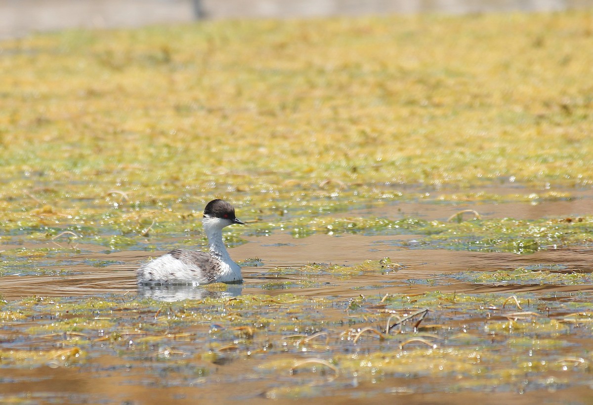 Silvery Grebe - ML646945746